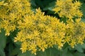 Aizoon Stonecrop Sedum aizoon, top view yellow inflorescence Royalty Free Stock Photo
